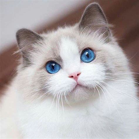 Gorgeous Eyes On This Ragdoll Beautiful Cats Kittens Cutest Cute Cats