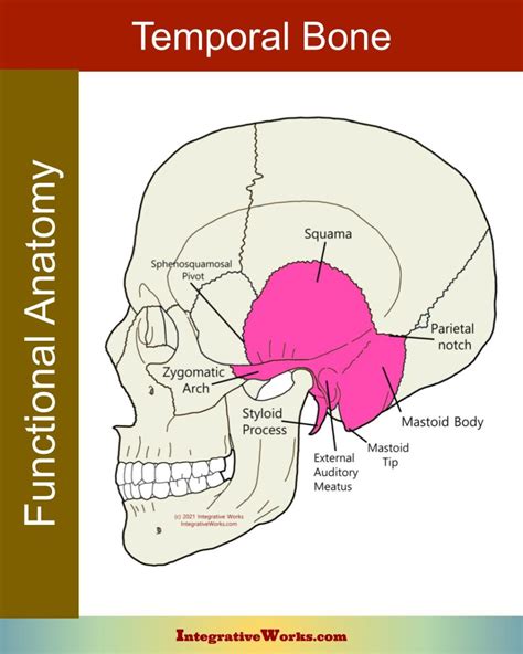 craniosacral system overview integrative works