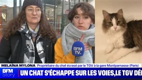 Paris son chat est coupé en deux par un TGV elle demande justice à