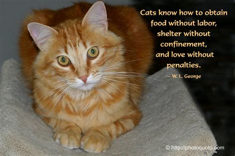 Cat Love Quotes Quotesgram