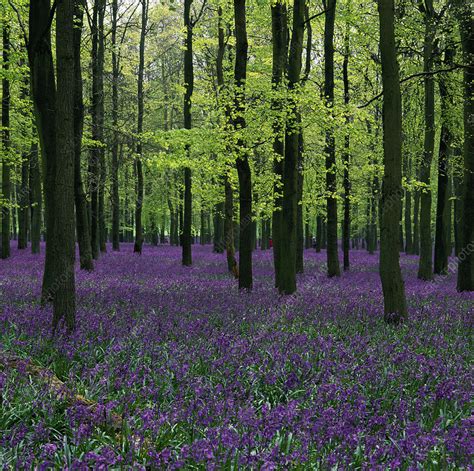 Bluebell Wood Stock Image E6400536 Science Photo Library