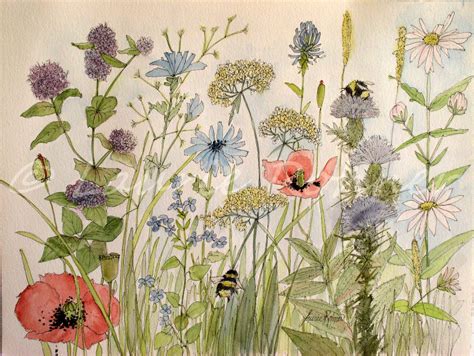Garden Flower Illustration Botanical Watercolor Wildflowers Herbs Bee