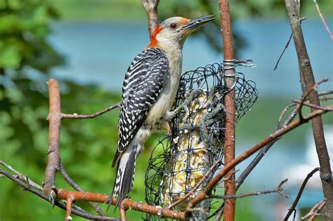 9 Species Of Woodpeckers In New York Digital Travel