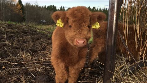 Scottish Highland Cattle In Finland Two Tiny Fluffy Calves Trying To