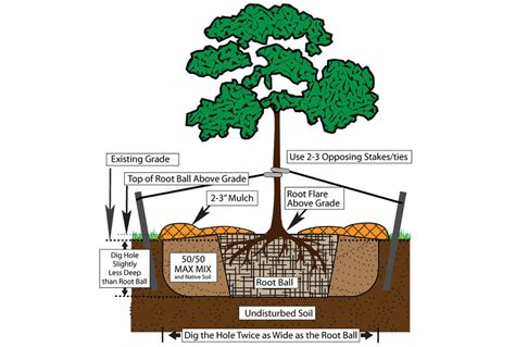 Guide To Successful Tree And Shrub Planting Grass Pad