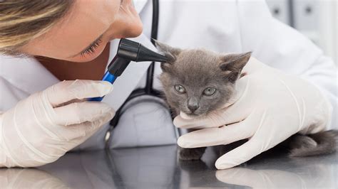 Have veterinary questions or need solutions for veterinary issues? Your Pet's First Visit to the Vet: Physical Exam