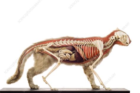 Cat Anatomy Stock Image Z9340563 Science Photo Library