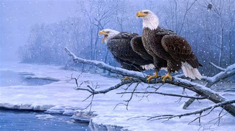 Bald Eagle Covered In Snow Hd Wallpaper 4k Ultra Hd Hd Wallpaper