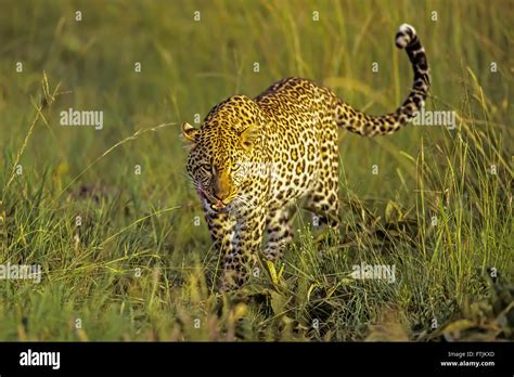 leoparden sonnenuntergang fotos und bildmaterial in hoher auflösung alamy