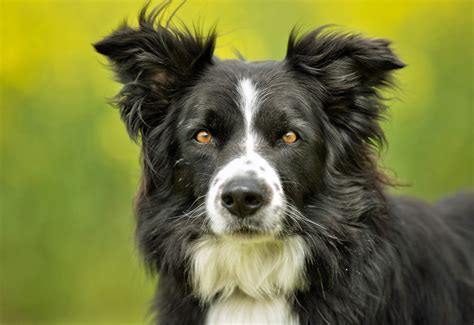 Picture Of Black White Border Collie Dog Dog Pictures Photography