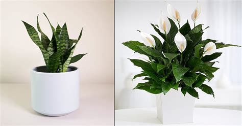 It is easy to propagate from cuttings, only needs watering when the soil feels dry, and tolerates a range of conditions but prefers bright (though indirect) light. 6 Easy Low Care Indoor Plants That Anyone Can Grow ...