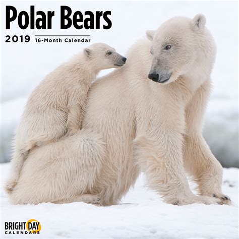 Polar Bears 2019 Wall Calendar