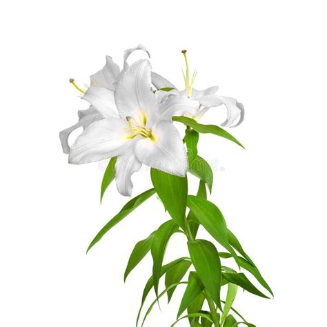 Lily Flowers White Lilies Stock Photo Image Of Spring 260256258