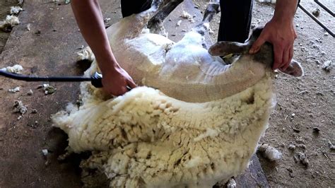 Sheep Shearing Bowen Technique Youtube