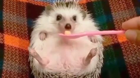 Cute Hedgehog Videos Compilation 🥰 Funny Pets Youtube