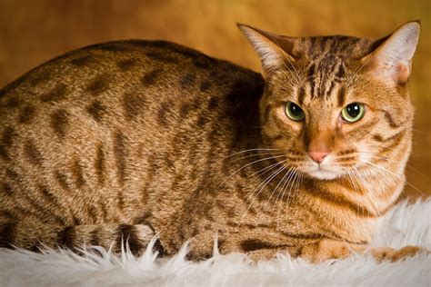 Domestic Cat Breeds Exotic House Cat
