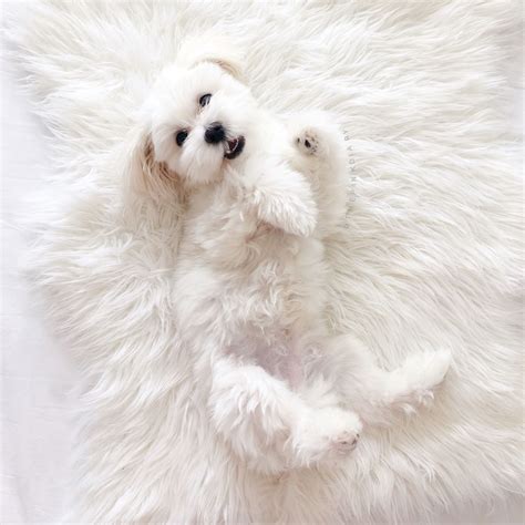 Puppy Animals Dog Tumblr Pinterest And Insta → Siobhandolan