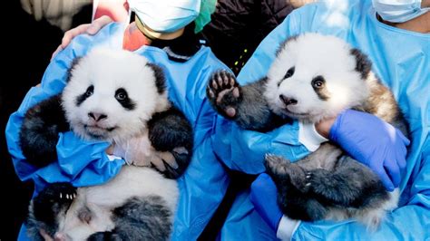 Pandas Im Zoo Berlin Das Sind Ihre Namen Und Dann Sind Sie Zu Sehen