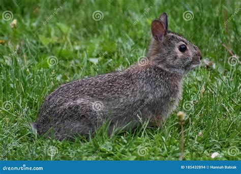 Backyard Bunny Rabbit In Lawn Stock Photo Image Of Mammal Still