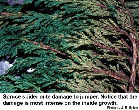 Spruce Spider Mite Nc State Extension Publications