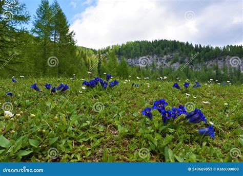Clusius Gentian Gentiana Clusii Blue Flowers Stock Image Image Of