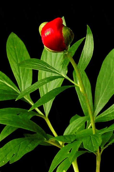 Beautiful flowers for her gif. True and pure love-Buddhism