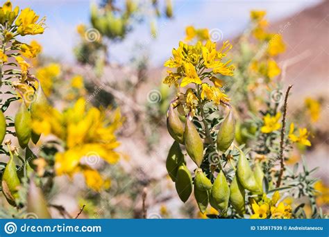 Peritoma Arborea Known As Bladderpod Burrofat And California Cleome