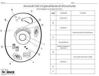 Words include vacuole, mitochondria, nucleus, cytoplasm, and membrane. Plant and Animal Cells Worksheets for Middle and High Scho ...