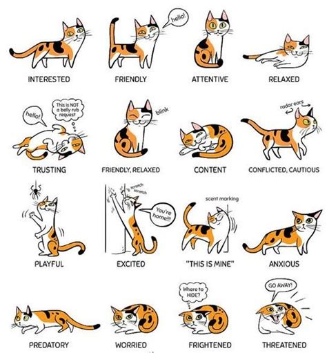 Do You Speak Cat Cat Language Cat Language Signs Cat Communication