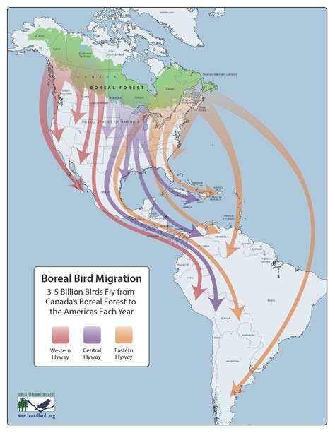 Boreal Bird Migration 3 5 Billion Birds Fly From Canadas Boreal