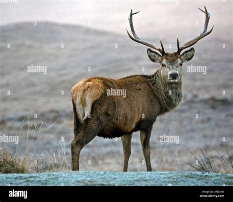 A Red Deer Stag Cervus Elaphus On Rannoch Moor In The Scottish