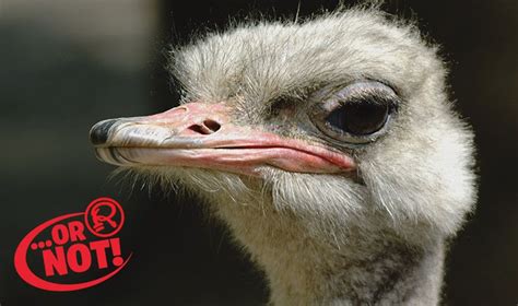 Or Not Ostriches Bury Their Heads In Sand One Month Old Head In The