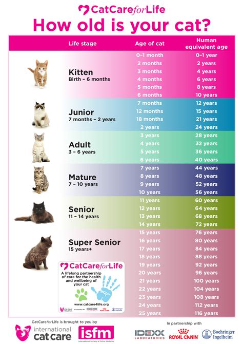 Lung Cancer In Cats Life Expectancy Cat Meme Stock Pictures And Photos