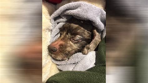 Dog Euthanized After Being Found On Side Of Road With 19 Pounds Of