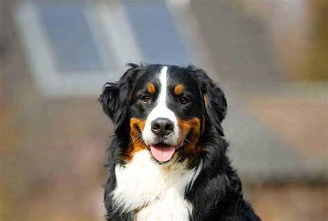 Surprising Bernese Mountain Dog Lifespan Facts Pawleaks