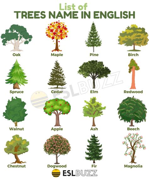 Tree Names List Of Names Of Trees In English Eslbuzz