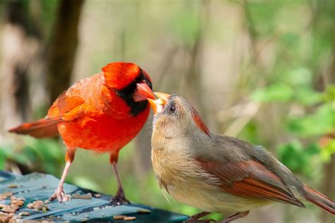 18 Amazing Cardinal Bird Facts You Didnt Know 2022 Birds Fact