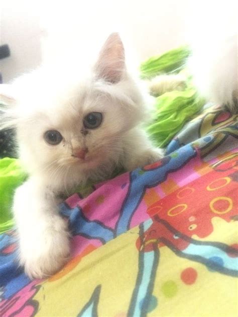 Pets Pakistan Persian Kittens