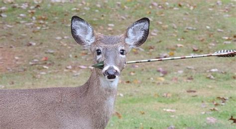 Deer With Arrow Stuck In Its Head Spotted In New Jersey