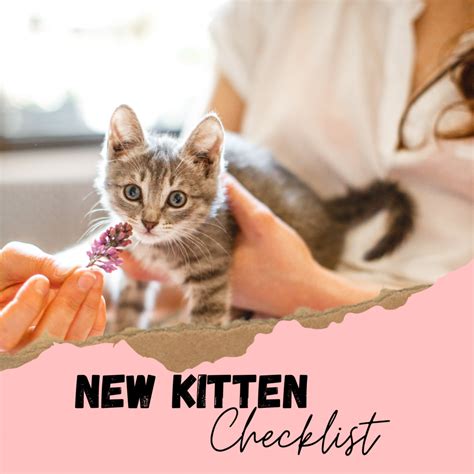 new kitten checklist 15 things you need before bringing your cute kitten home