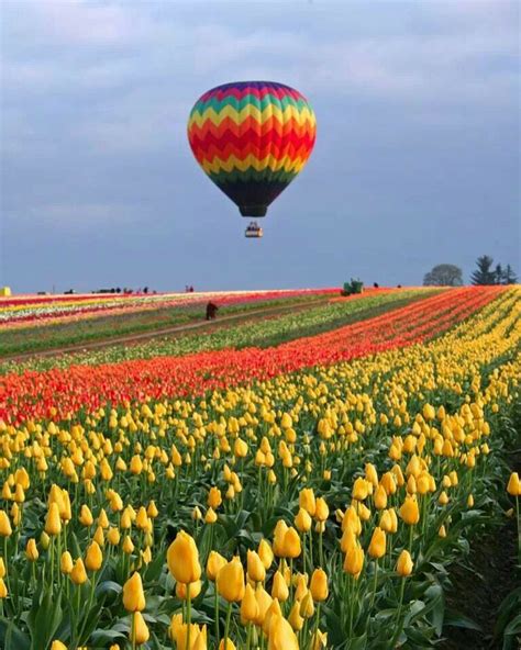 Oregon Tulip Fields This Is Oregon And Why I Love It Pinterest