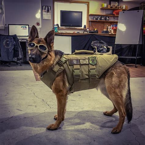 How Much Does A Bulletproof Vest For A Dog Cost