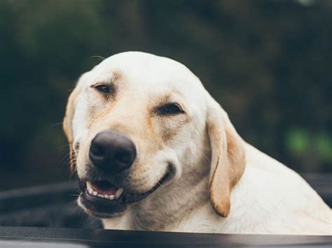 What Is Submissive Smiling In Dogs