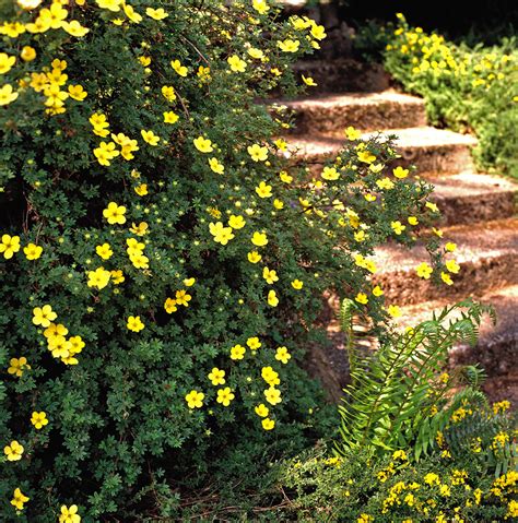 May 28, 2021 · chinese fringe flowers are evergreen flowering bushes with delicate and fragrant spring blooms. The 13 Best Summer-Blooming Shrubs for Your Garden ...