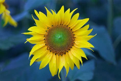 Sunflower In Hawaii Hawaii Pictures