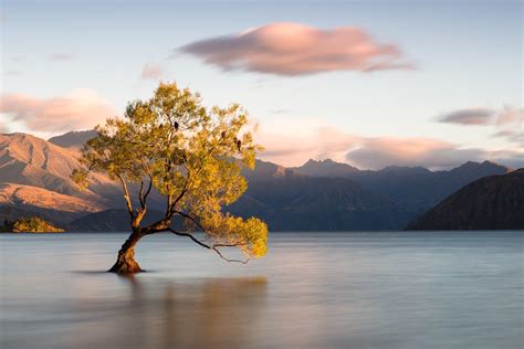 Tree On Lake Wallpapers Wallpaper Cave