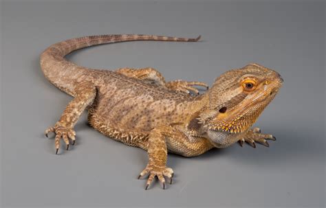 Bearded Dragon Diet Habitat Info Pictures Facts Care Animals Adda