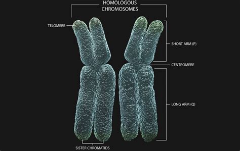 Homologous Chromosomes Diagram