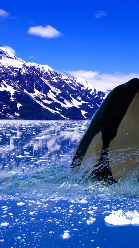 Download, share or upload your own one! Killer whale in the Arctic Ocean 4K