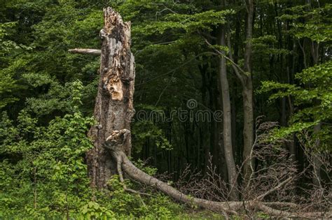 Broken Rotten Tree Branch Stock Photo Image Of Decor 178771726